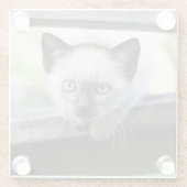 最も可愛い赤ん坊の動物 | Siamese Kitten 2 ガラスコースター (裏面)