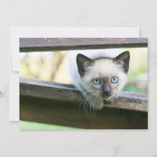 最も可愛い赤ん坊の動物 Siamese Kitten 2 サンキューカード