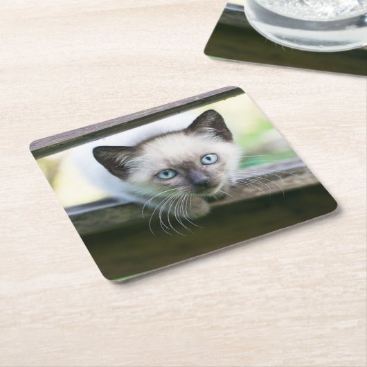 最も可愛い赤ん坊の動物 | Siamese Kitten 2 スクエアペーパーコースター (アングル)
