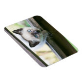 最も可愛い赤ん坊の動物 | Siamese Kitten 2 マグネット (右側)