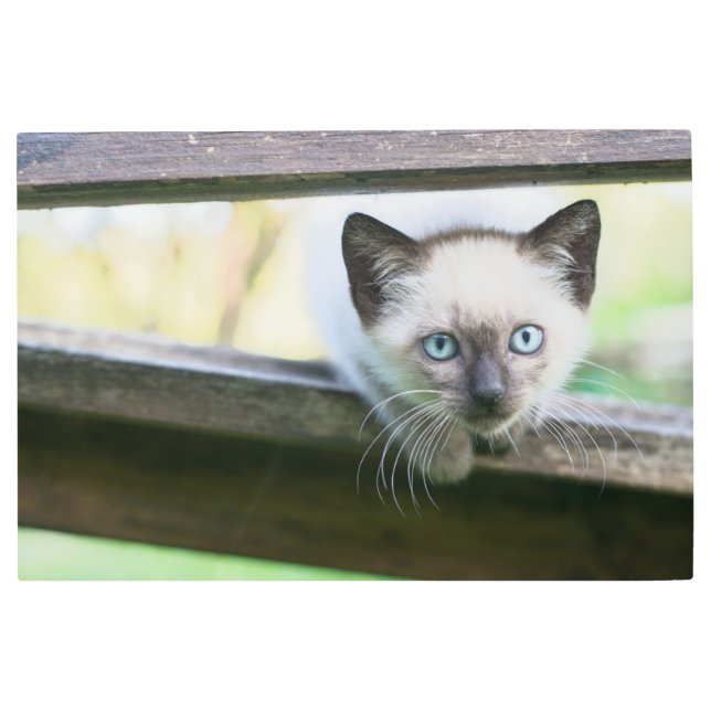最も可愛い赤ん坊の動物 | Siamese Kitten 2 メタルプリント (正面)