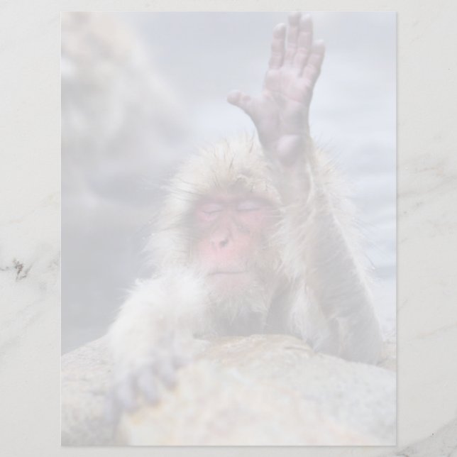 最も可愛い赤ん坊の動物 | Snow Monkey顔 (正面)
