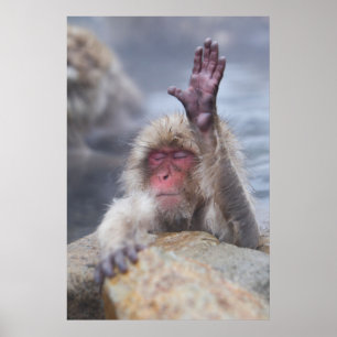 最も可愛い赤ん坊の動物   Snow Monkey顔 ポスター