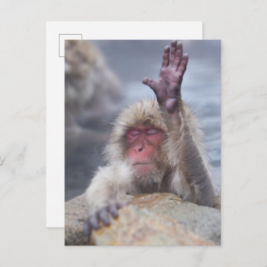 最も可愛い赤ん坊の動物 | Snow Monkey顔 ポストカード (正面/裏面)