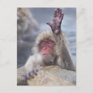 最も可愛い赤ん坊の動物 Snow Monkey顔 ポストカード