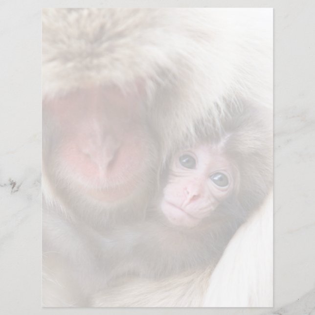 最も可愛い赤ん坊の動物 | Snow Monkey (正面)