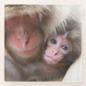 最も可愛い赤ん坊の動物 | Snow Monkey ガラスコースター (正面)