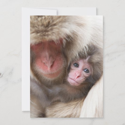 最も可愛い赤ん坊の動物 | Snow Monkey サンキューカード (正面)