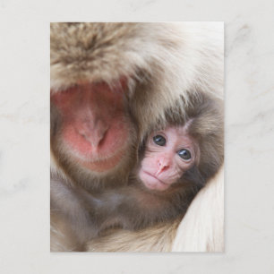 最も可愛い赤ん坊の動物 Snow Monkey ポストカード