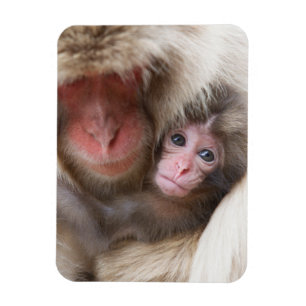 最も可愛い赤ん坊の動物 Snow Monkey マグネット