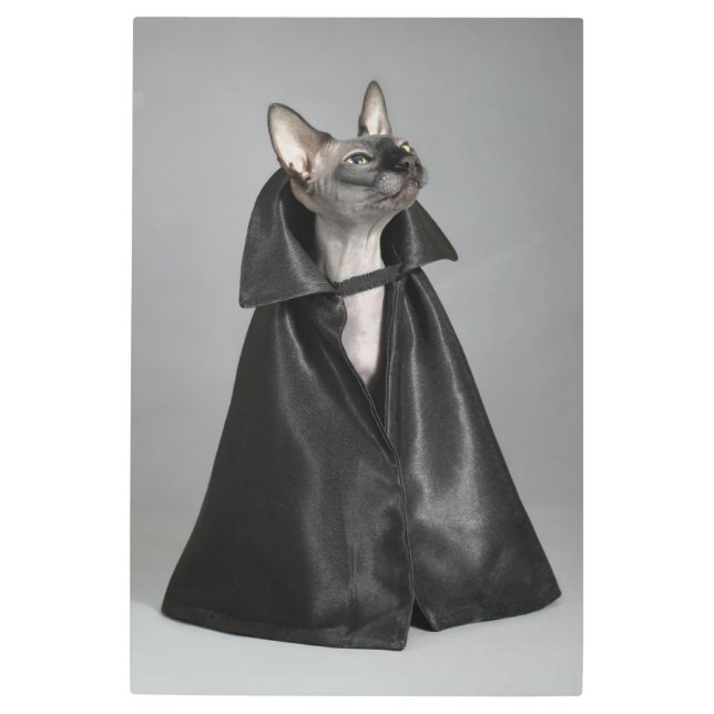 最も可愛い赤ん坊の動物 | Sphynx Hairless Cat メタルプリント (正面)