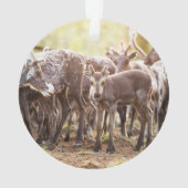 最も可愛い赤ん坊の動物 | Svalbard Reindeer オーナメント (裏面)