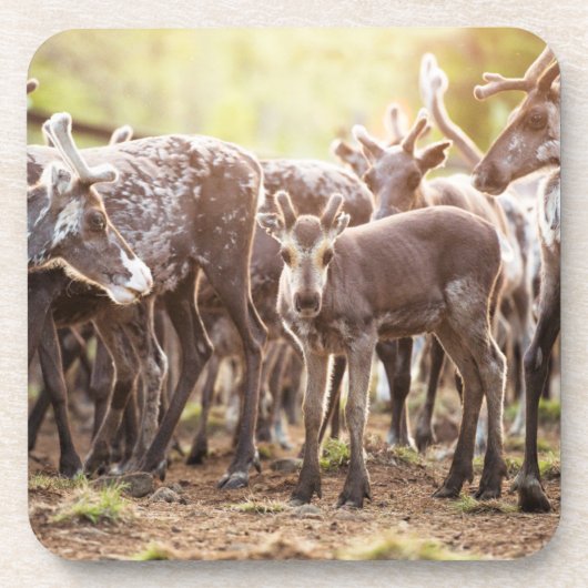 最も可愛い赤ん坊の動物 | Svalbard Reindeer コースター (正面)