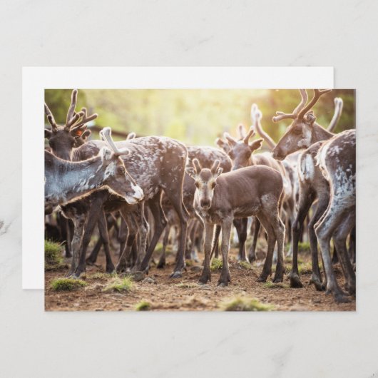 最も可愛い赤ん坊の動物 | Svalbard Reindeer サンキューカード (正面/裏面)