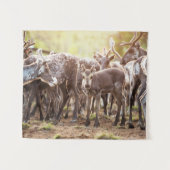 最も可愛い赤ん坊の動物 | Svalbard Reindeer タペストリー (正面(横))