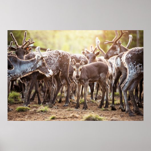 最も可愛い赤ん坊の動物 | Svalbard Reindeer ポスター (正面)