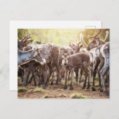 最も可愛い赤ん坊の動物 | Svalbard Reindeer ポストカード (正面/裏面)