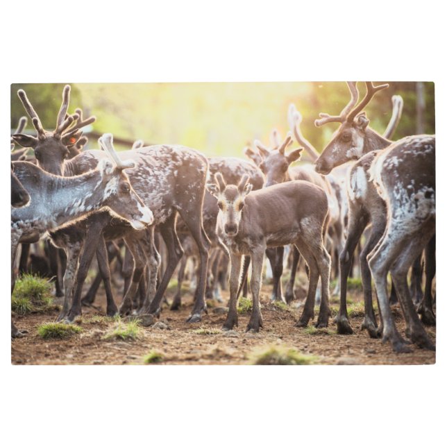 最も可愛い赤ん坊の動物 | Svalbard Reindeer メタルプリント (正面)