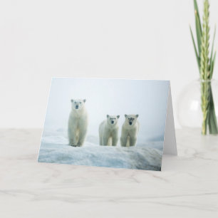 最も可愛い赤ん坊の動物 Three Young Polar Bears カード