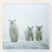 最も可愛い赤ん坊の動物 | Three Young Polar Bears ガラスコースター (正面)