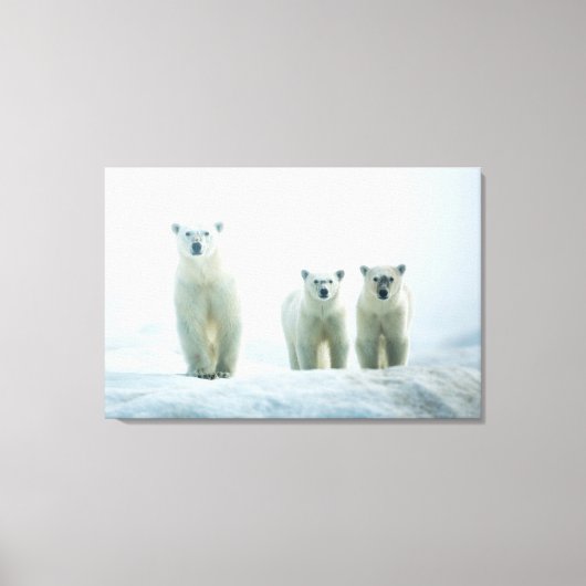 最も可愛い赤ん坊の動物 | Three Young Polar Bears キャンバスプリント (正面)