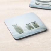 最も可愛い赤ん坊の動物 | Three Young Polar Bears コースター (左側)