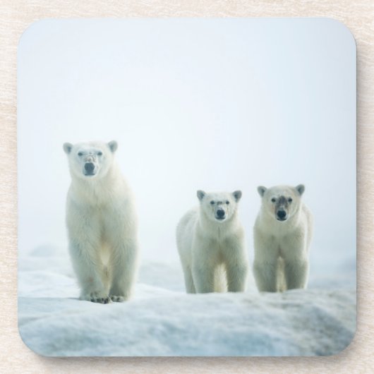 最も可愛い赤ん坊の動物 | Three Young Polar Bears コースター (正面)