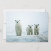 最も可愛い赤ん坊の動物 | Three Young Polar Bears サンキューカード (正面)