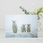 最も可愛い赤ん坊の動物 | Three Young Polar Bears サンキューカード (スタンド正面)