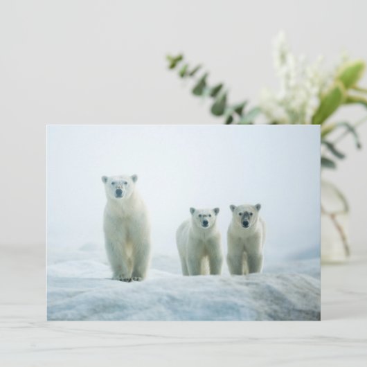 最も可愛い赤ん坊の動物 | Three Young Polar Bears サンキューカード (スタンド正面)