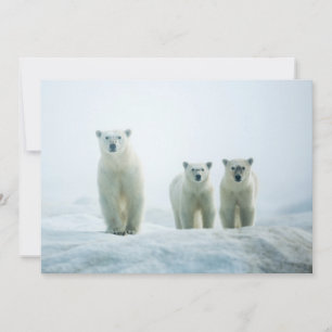 最も可愛い赤ん坊の動物 Three Young Polar Bears サンキューカード