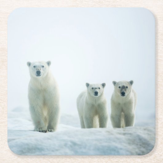 最も可愛い赤ん坊の動物 | Three Young Polar Bears スクエアペーパーコースター (正面)