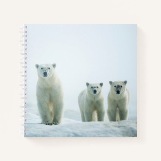 最も可愛い赤ん坊の動物 | Three Young Polar Bears ノートブック (正面)