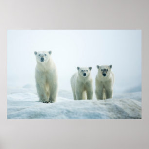 最も可愛い赤ん坊の動物 Three Young Polar Bears ポスター