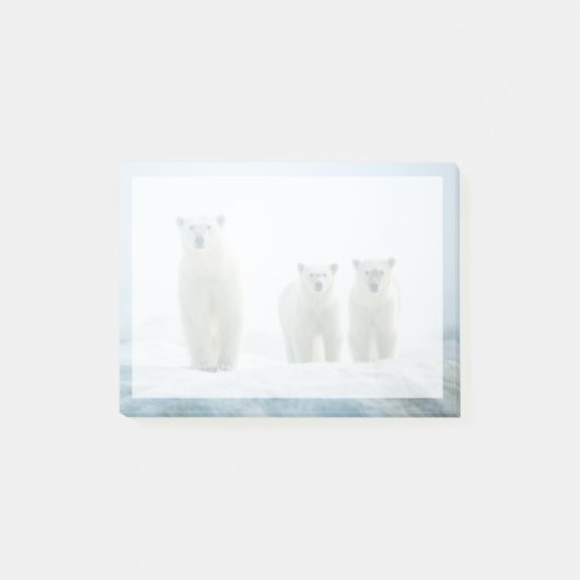 最も可愛い赤ん坊の動物 | Three Young Polar Bears ポストイット (正面)