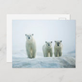 最も可愛い赤ん坊の動物 | Three Young Polar Bears ポストカード (正面/裏面)