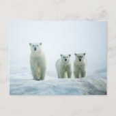 最も可愛い赤ん坊の動物 | Three Young Polar Bears ポストカード (正面)