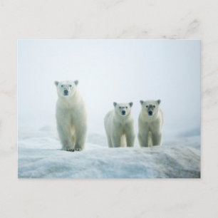 最も可愛い赤ん坊の動物   Three Young Polar Bears ポストカード
