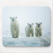 最も可愛い赤ん坊の動物 | Three Young Polar Bears マウスパッド (正面)
