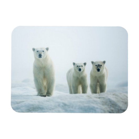 最も可愛い赤ん坊の動物 | Three Young Polar Bears マグネット (横)