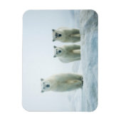最も可愛い赤ん坊の動物 | Three Young Polar Bears マグネット (縦)