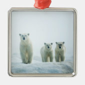 最も可愛い赤ん坊の動物 | Three Young Polar Bears メタルオーナメント (正面)