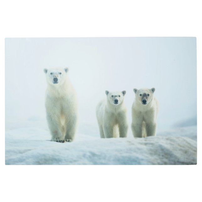 最も可愛い赤ん坊の動物 | Three Young Polar Bears メタルプリント (正面)
