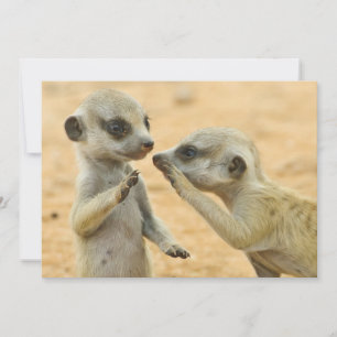 最も可愛い赤ん坊の動物 Two Young Meerkats サンキューカード