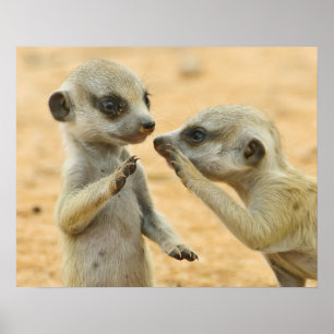 最も可愛い赤ん坊の動物   Two Young Meerkats ポスター