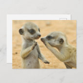 最も可愛い赤ん坊の動物 | Two Young Meerkats ポストカード (正面/裏面)