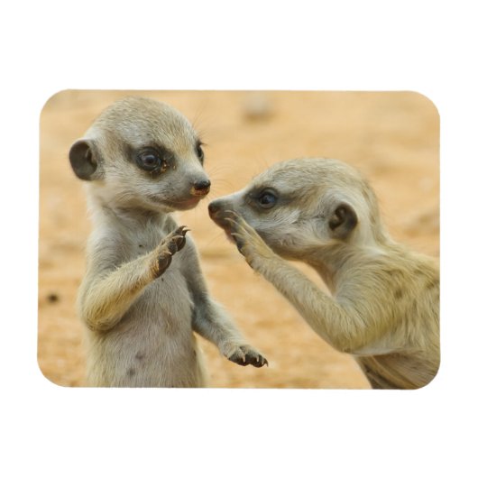最も可愛い赤ん坊の動物 | Two Young Meerkats マグネット (横)