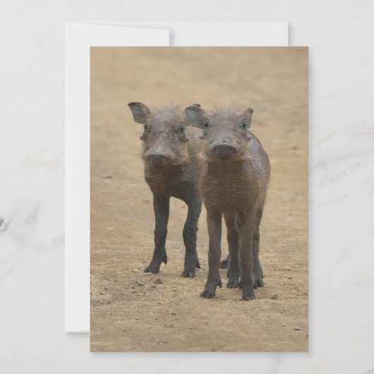 最も可愛い赤ん坊の動物 | Two Young Warthogs サンキューカード (正面)