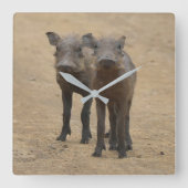 最も可愛い赤ん坊の動物 | Two Young Warthogs スクエア壁時計 (正面)