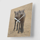 最も可愛い赤ん坊の動物 | Two Young Warthogs スクエア壁時計 (傾斜)
